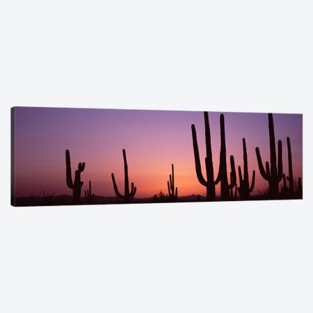Silhouette of Saguaro cacti (Carnegiea gigantea) on a landscape, Saguaro National Park, Tucson, Pima County, Arizona, USA #4 Canvas Print #PIM8652} by Panoramic Images Canvas Art