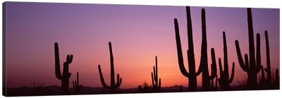 Silhouette of Saguaro cacti (Carnegiea gigantea) on a landscape, Saguaro National Park, Tucson, Pima County, Arizona, USA #4 Canvas Art Print