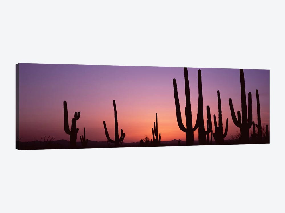 Silhouette of Saguaro cacti (Carnegiea gigantea) on a landscape, Saguaro National Park, Tucson, Pima County, Arizona, USA #4 by Panoramic Images 1-piece Canvas Art