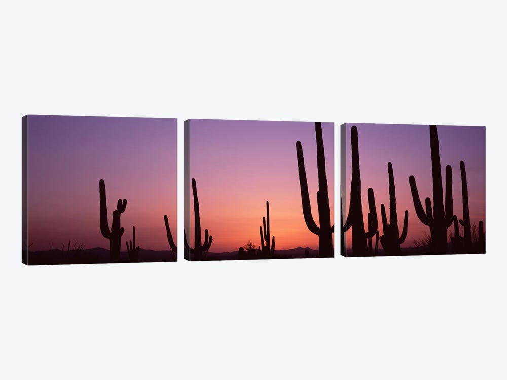 Silhouette of Saguaro cacti (Carnegiea gigantea) on a landscape, Saguaro National Park, Tucson, Pima County, Arizona, USA #4 by Panoramic Images 3-piece Canvas Wall Art