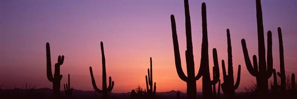 Silhouette of Saguaro cacti IV (Carnegiea gigantea) on a landscape, Saguaro National Park, Tucson, Pima County, Arizona, USA