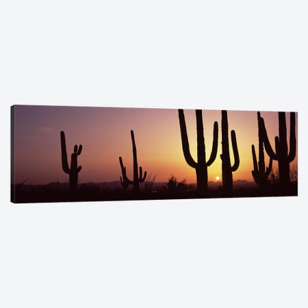 Silhouette of Saguaro cacti (Carnegiea gigantea) on a landscape, Saguaro National Park, Tucson, Pima County, Arizona, USA #5 Canvas Print #PIM8653} by Panoramic Images Canvas Artwork