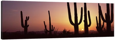 Silhouette of Saguaro cacti (Carnegiea gigantea) on a landscape, Saguaro National Park, Tucson, Pima County, Arizona, USA #5 Canvas Art Print - Nature Panoramics