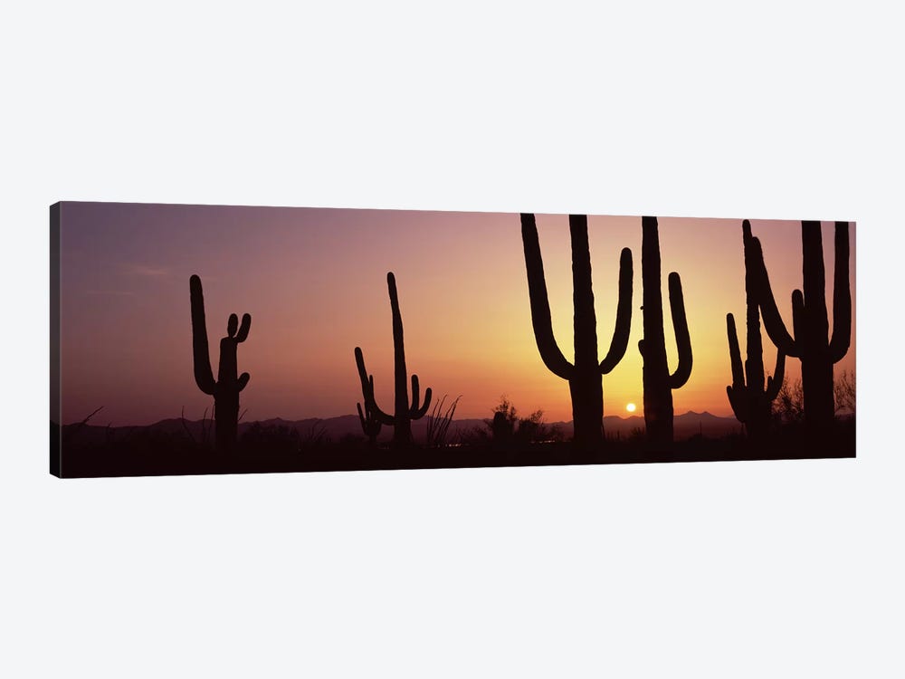 Silhouette of Saguaro cacti (Carnegiea gigantea) on a landscape, Saguaro National Park, Tucson, Pima County, Arizona, USA #5 by Panoramic Images 1-piece Canvas Print