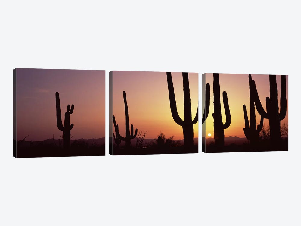Silhouette of Saguaro cacti (Carnegiea gigantea) on a landscape, Saguaro National Park, Tucson, Pima County, Arizona, USA #5 by Panoramic Images 3-piece Canvas Print
