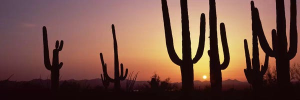 Silhouette of Saguaro cacti V (Carnegiea gigantea) on a landscape, Saguaro National Park, Tucson, Pima County, Arizona, USA