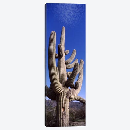 Low angle view of a Saguaro cactus (Carnegiea gigantea) on a landscape, Saguaro National Park, Tucson, Arizona, USA Canvas Print #PIM8654} by Panoramic Images Canvas Art Print