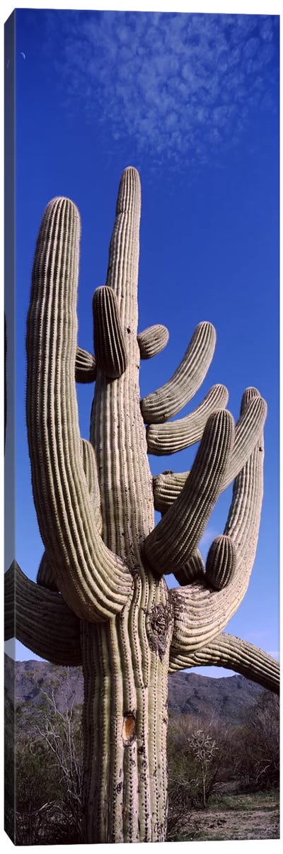 Low angle view of a Saguaro cactus (Carnegiea gigantea) on a landscape, Saguaro National Park, Tucson, Arizona, USA Canvas Art Print - Desert Landscape Photography