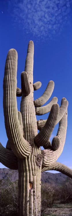 Low angle view of a Saguaro cactus (Carnegiea gigantea) on a landscape, Saguaro National Park, Tucson, Arizona, USA