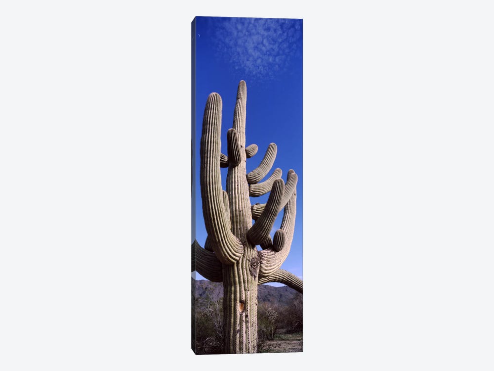 Low angle view of a Saguaro cactus (Carnegiea gigantea) on a landscape, Saguaro National Park, Tucson, Arizona, USA by Panoramic Images 1-piece Canvas Art