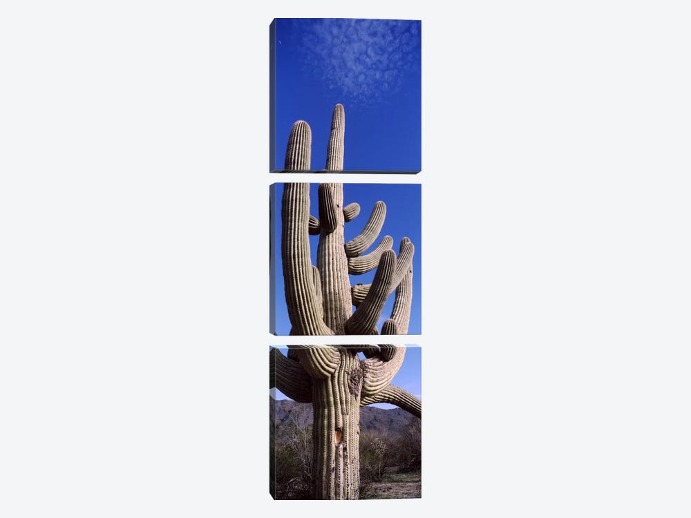 Low angle view of a Saguaro cactus (Carnegiea gigantea) on a landscape, Saguaro National Park, Tucson, Arizona, USA by Panoramic Images 3-piece Canvas Artwork