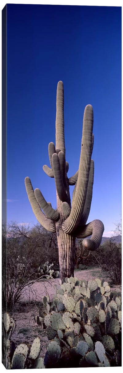 Low angle view of a Saguaro cactus (Carnegiea gigantea) on a landscape, Saguaro National Park, Tucson, Arizona, USA #2 Canvas Art Print - Desert Landscape Photography