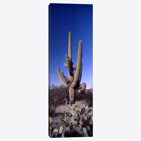 Low angle view of a Saguaro cactus (Carnegiea gigantea) on a landscape, Saguaro National Park, Tucson, Arizona, USA #2 Canvas Print #PIM8655} by Panoramic Images Art Print