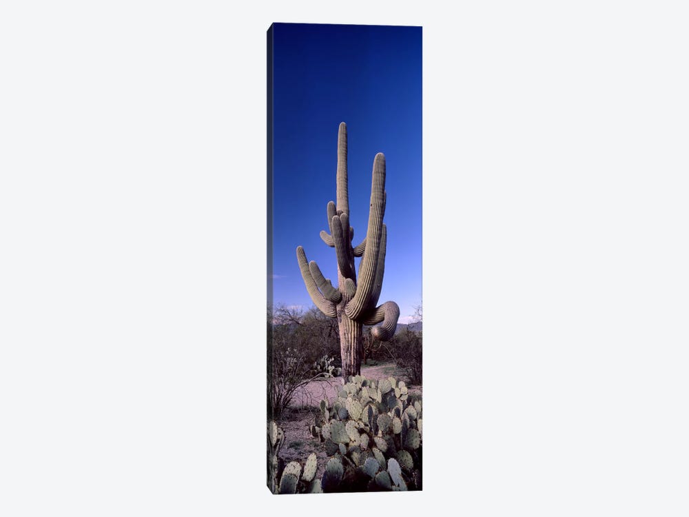 Low angle view of a Saguaro cactus (Carnegiea gigantea) on a landscape, Saguaro National Park, Tucson, Arizona, USA #2 by Panoramic Images 1-piece Canvas Print