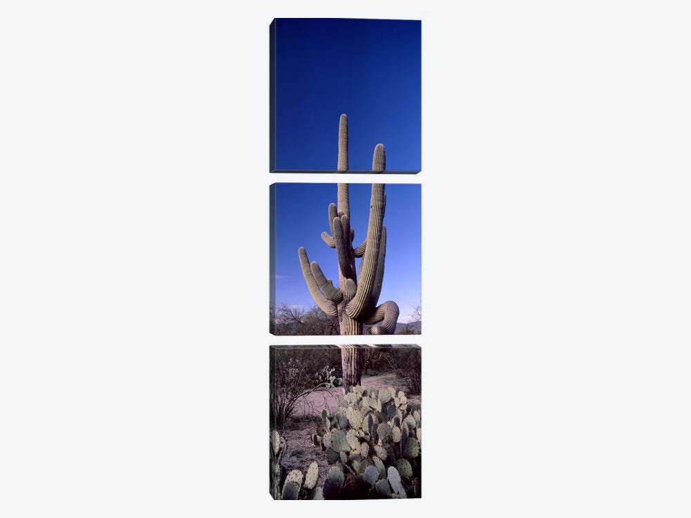 Low angle view of a Saguaro cactus (Carnegiea gigantea) on a landscape, Saguaro National Park, Tucson, Arizona, USA #2 by Panoramic Images 3-piece Canvas Art Print
