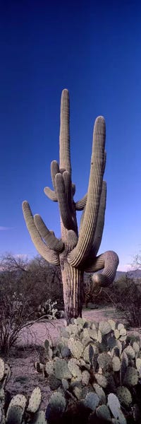 Low angle view of a Saguaro cactus II (Carnegiea gigantea) on a landscape, Saguaro National Park, Tucson, Arizona, USA