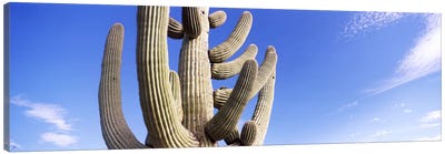 Low angle view of a Saguaro cactus(Carnegiea gigantea), Saguaro National Park, Tucson, Pima County, Arizona, USA Canvas Art Print - Desert Landscape Photography