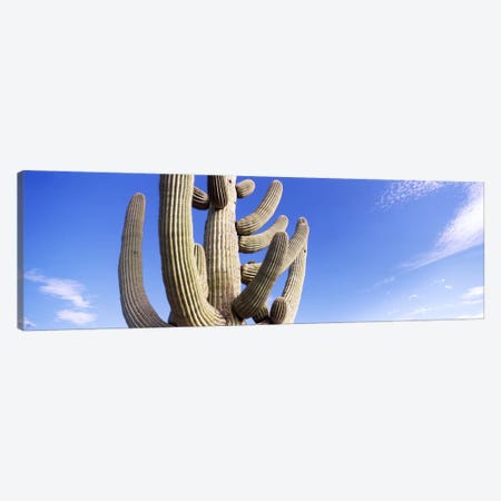 Low angle view of a Saguaro cactus(Carnegiea gigantea), Saguaro National Park, Tucson, Pima County, Arizona, USA Canvas Print #PIM8656} by Panoramic Images Art Print