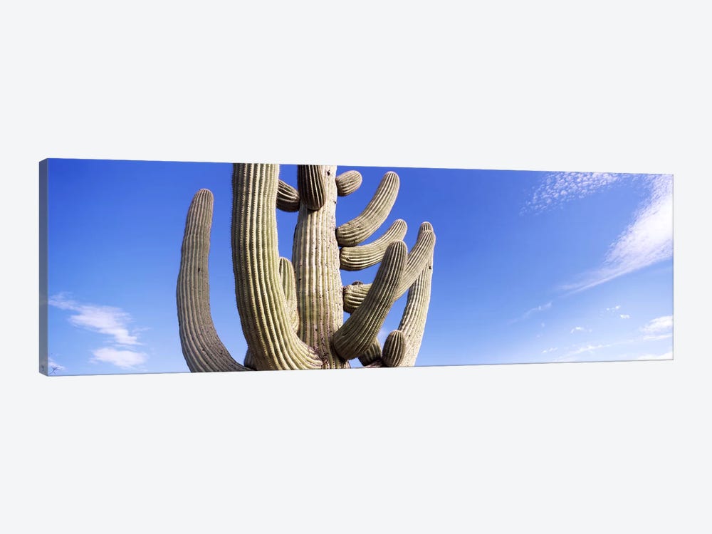 Low angle view of a Saguaro cactus(Carnegiea gigantea), Saguaro National Park, Tucson, Pima County, Arizona, USA by Panoramic Images 1-piece Canvas Art