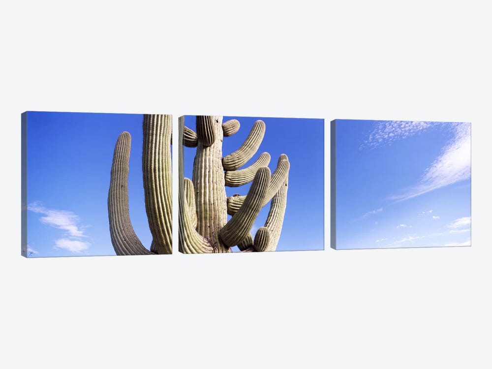 Low angle view of a Saguaro cactus(Carnegiea gigantea), Saguaro National Park, Tucson, Pima County, Arizona, USA by Panoramic Images 3-piece Canvas Art