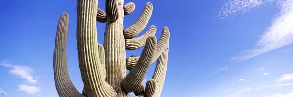Tucson: Low angle view of a Saguaro cactus(Carnegiea gigantea), Saguaro National Park, Tucson, Pima County, Arizona, USA by Panoramic Images