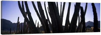 Organ Pipe cacti (Stenocereus thurberi) on a landscape, Organ Pipe Cactus National Monument, Arizona, USA Canvas Art Print - Desert Landscape Photography