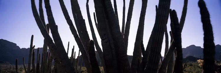 Organ Pipe cacti (Stenocereus thurberi) on a landscape, Organ Pipe Cactus National Monument, Arizona, USA