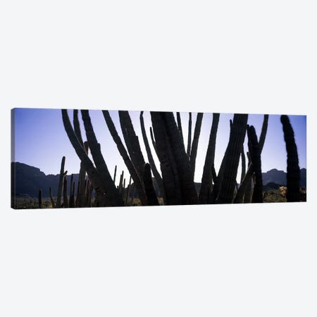 Organ Pipe cacti (Stenocereus thurberi) on a landscape, Organ Pipe Cactus National Monument, Arizona, USA Canvas Print #PIM8670} by Panoramic Images Canvas Artwork