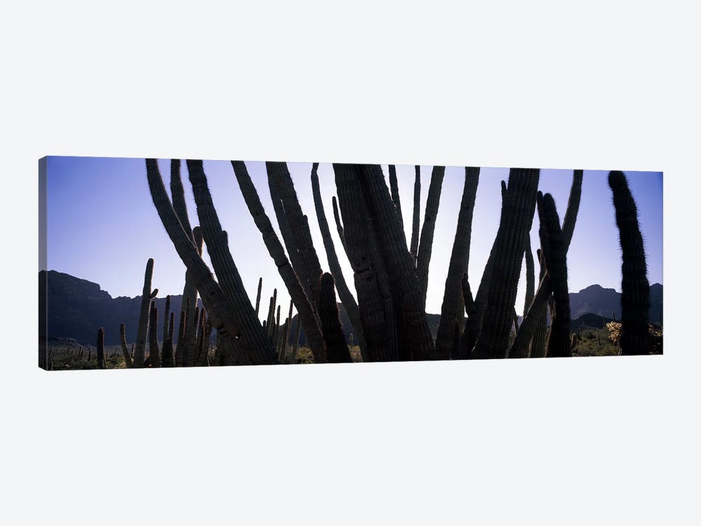 Organ Pipe cacti (Stenocereus thurberi) on a landscape, Organ Pipe Cactus National Monument, Arizona, USA by Panoramic Images 1-piece Canvas Wall Art
