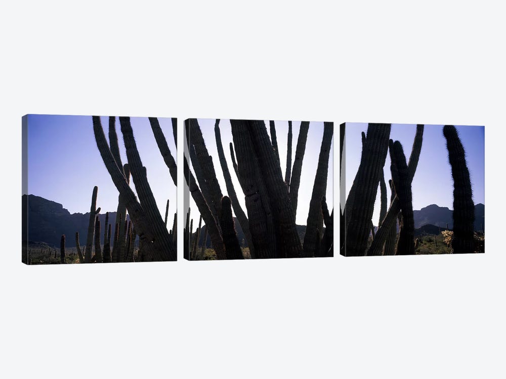 Organ Pipe cacti (Stenocereus thurberi) on a landscape, Organ Pipe Cactus National Monument, Arizona, USA by Panoramic Images 3-piece Canvas Wall Art