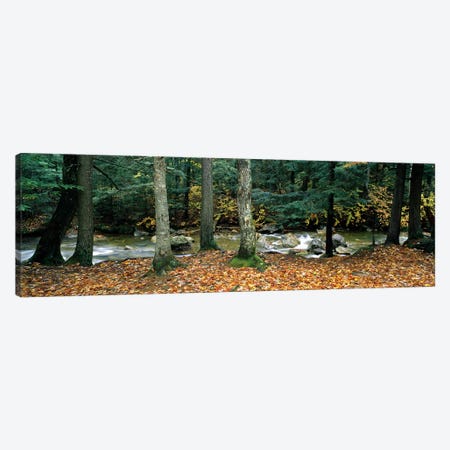 River flowing through a forest, White Mountain National Forest, New Hampshire, USA Canvas Print #PIM8813} by Panoramic Images Canvas Art