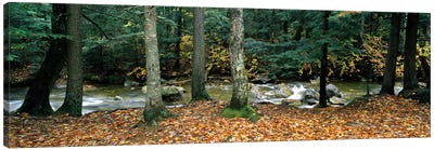 River flowing through a forest, White Mountain National Forest, New Hampshire, USA Canvas Art Print