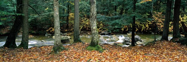 New Hampshire: River flowing through a forest, White Mountain National Forest, New Hampshire, USA by Panoramic Images