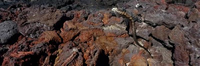 Marine iguana (Amblyrhynchus cristatus) on volcanic rock, Isabela Island, Galapagos Islands, Ecuador #2 by Panoramic Images canvas print