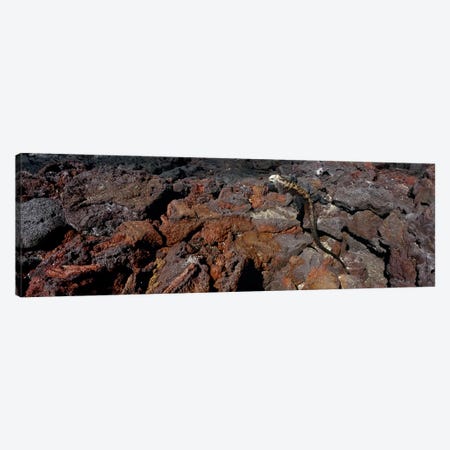 Marine iguana (Amblyrhynchus cristatus) on volcanic rock, Isabela Island, Galapagos Islands, Ecuador #2 Canvas Print #PIM8823} by Panoramic Images Canvas Print