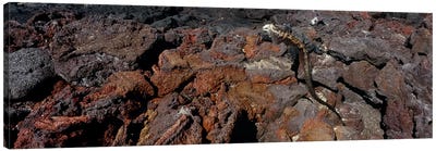 Marine iguana (Amblyrhynchus cristatus) on volcanic rock, Isabela Island, Galapagos Islands, Ecuador #2 Canvas Art Print - Iguanas