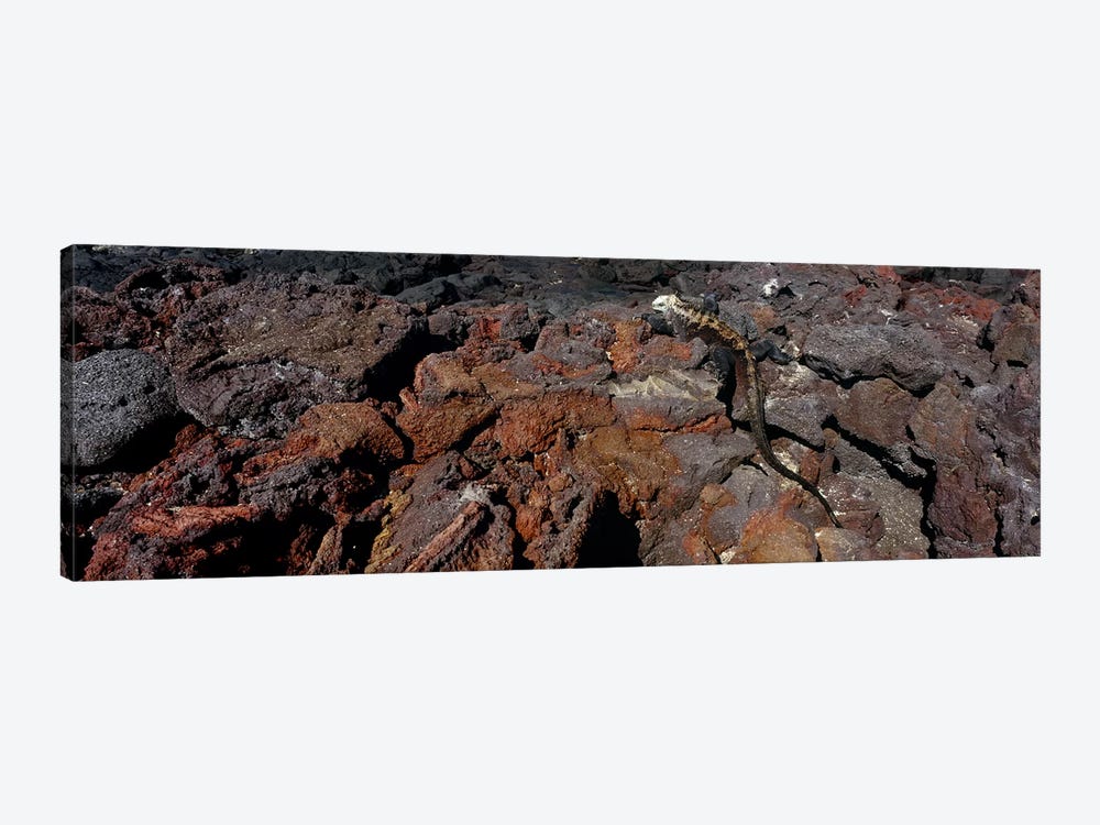 Marine iguana (Amblyrhynchus cristatus) on volcanic rock, Isabela Island, Galapagos Islands, Ecuador #2 by Panoramic Images 1-piece Canvas Print