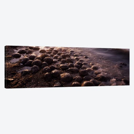 Horseshoe crabs (Limulus polyphemus), spawning, Port Mahon, Delaware River, Delaware, USA Canvas Print #PIM8826} by Panoramic Images Canvas Wall Art