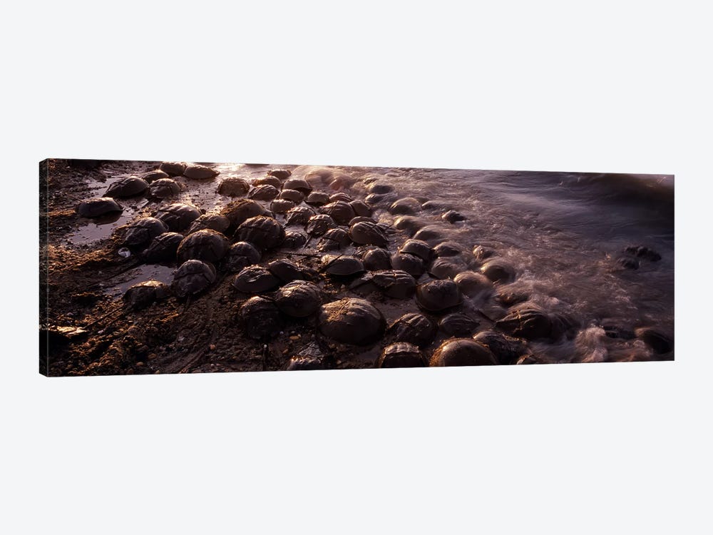 Horseshoe crabs (Limulus polyphemus), spawning, Port Mahon, Delaware River, Delaware, USA by Panoramic Images 1-piece Canvas Wall Art