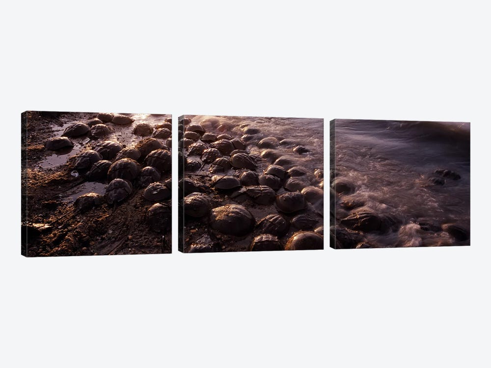 Horseshoe crabs (Limulus polyphemus), spawning, Port Mahon, Delaware River, Delaware, USA by Panoramic Images 3-piece Canvas Artwork