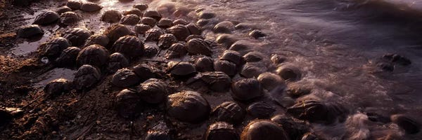 Delaware: Horseshoe crabs (Limulus polyphemus), spawning, Port Mahon, Delaware River, Delaware, USA by Panoramic Images