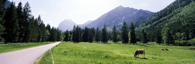 Cows grazing in a field, Karwendel Mountains, Risstal Valley, Hinterriss, Tyrol, Austria by Panoramic Images canvas print