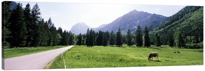 Cows grazing in a field, Karwendel Mountains, Risstal Valley, Hinterriss, Tyrol, Austria Canvas Art Print - Valley Art