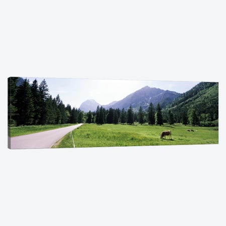 Cows grazing in a field, Karwendel Mountains, Risstal Valley, Hinterriss, Tyrol, Austria Canvas Print #PIM8831} by Panoramic Images Canvas Wall Art