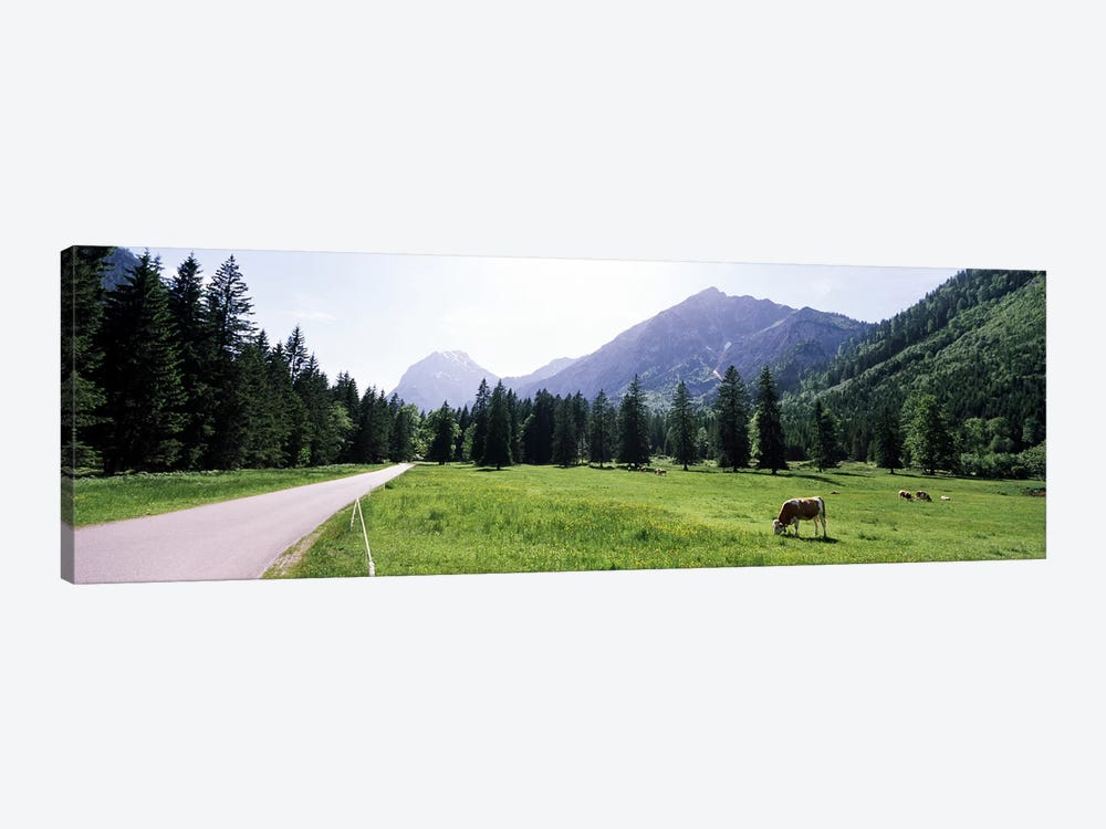 Cows grazing in a field, Karwendel Mountains, Risstal Valley, Hinterriss, Tyrol, Austria by Panoramic Images 1-piece Canvas Art