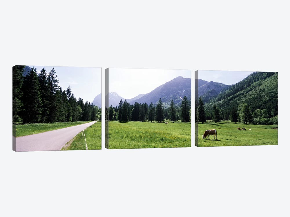 Cows grazing in a field, Karwendel Mountains, Risstal Valley, Hinterriss, Tyrol, Austria by Panoramic Images 3-piece Canvas Art