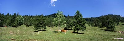 Herd of cows grazing in a field, Karwendel Mountains, Risstal Valley, Hinterriss, Tyrol, Austria by Panoramic Images canvas print