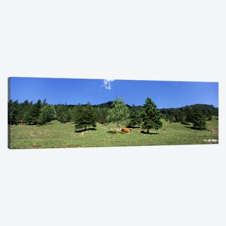 Herd of cows grazing in a field, Karwendel Mountains, Risstal Valley, Hinterriss, Tyrol, Austria Canvas Print #PIM8832} by Panoramic Images Canvas Artwork