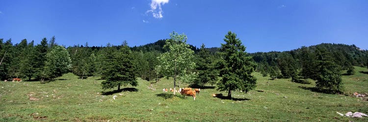 Herd of cows grazing in a field, Karwendel Mountains, Risstal Valley, Hinterriss, Tyrol, Austria