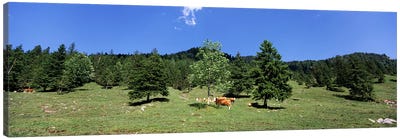 Herd of cows grazing in a field, Karwendel Mountains, Risstal Valley, Hinterriss, Tyrol, Austria Canvas Art Print - Cow Art
